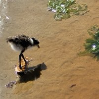 Look Mum I&#039;m Surfing